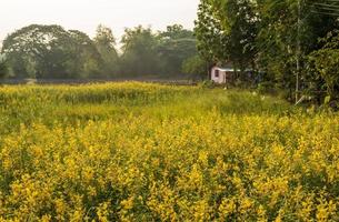 sunhemp blumengarten, crotalaria juncea gelb, schön blühend, reichlich vorhanden. foto