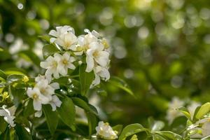 Nahaufnahmen von Blumen Murraya Paniculata. foto