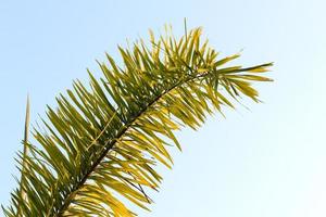 Nahaufnahme einer Gruppe von Palmblättern während des Tages. foto