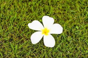 Frangipani-Blume oder Plumeria auf Gras foto