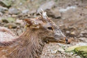 junge männliche Hirsche sind sehr schlammig und neugierig foto