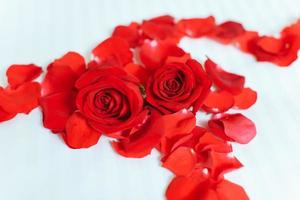 zwei rote Rosen mit Rosenblättern auf weißem Hintergrund foto