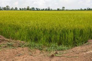 Blick auf die Reisfelder in der Nähe des Hügels. foto