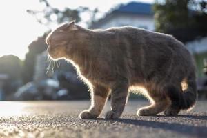 Niedrige Nahaufnahme Eine niedliche, zottelige, grau gestreifte thailändische Katze, die steht. foto