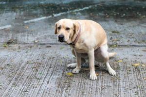 Labrador sitzt auf Hocker auf Zementboden. foto