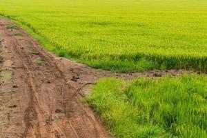 Grünes Reisfeld mit Schotterweg. foto