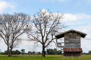 altes Holzhaus mit totem Baum. foto