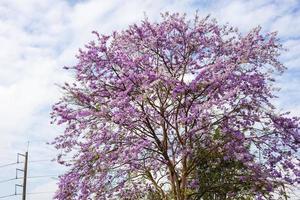 ein Blick auf die wunderschönen lila Bungor-Blumen, die auf ihren Bäumen blühen. . foto