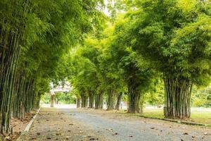 Blick auf üppige Bambushaine, die die Straße im Park säumen. foto
