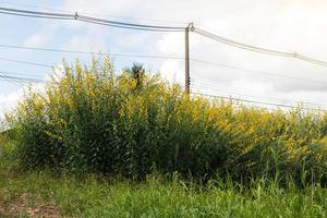 Low Angle View einer Blume Crotalaria viele. foto