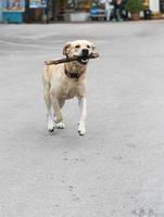 Labrador-Hunde laufen mit Zweigen. foto