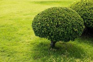 zu Kugeln getrimmte Sträucher auf dem Gras im Park. foto