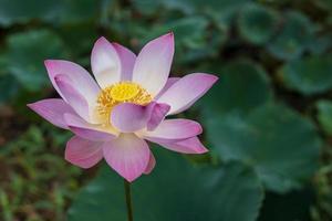 Eine Nahaufnahme einer großen, gelben, rosablättrigen Lotusblume, die wunderschön mit verschwommenen grünen Blättern blüht. foto