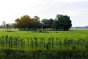 Maisfeldfrüchte auf Reisfeldern mit Bäumen. foto