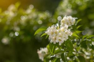 Nahaufnahmen von Blumen Murraya Paniculata. foto