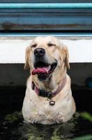 Labrador Gesicht müde in der Badewanne. foto