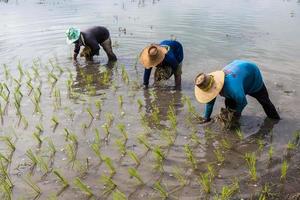 Bauern, die Reissetzlinge pflanzen. foto