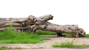 große Stümpfe auf Grasboden. foto