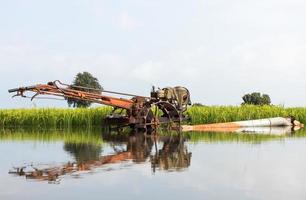 Fräsen spiegeln sich in Reisfeldern wider. foto