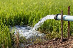 Nahaufnahme von Wasser aus einer Pipeline in ein Reisfeld. foto