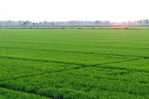 Blick auf das Reisfeld, frische grüne Blätter im Morgengrauen. foto