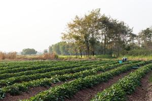 Süßkartoffelgarten mit Bauern. foto