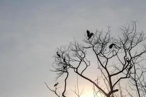 silhouettierte trockene Äste mit Vögeln in der Sonne. foto