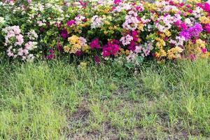 bunte Bougainvillea auf dem Rasen. foto