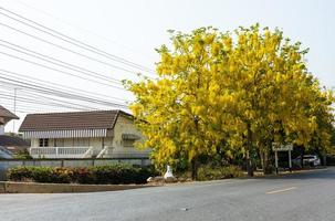 Cassia Fistula, Goldregenbaum, der im Sommer wunderschöne gelbe Blüten in voller Blüte hat. foto