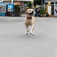 Labrador-Hunde laufen mit Zweigen. foto