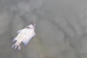 Tote Fische schwimmen. foto