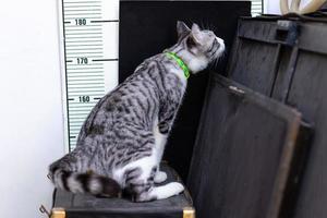 eine schwarz-weiß gemusterte Katze, die über das Drahtgeflecht starrt. foto