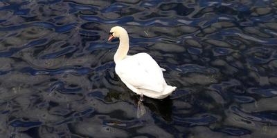 weiße Schwäne auf gekräuseltem blauem Wasser. foto