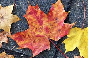 schöne bunte Herbstblätter auf dem Boden für Hintergründe oder Texturen foto