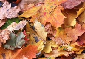 schöne bunte Herbstblätter auf dem Boden für Hintergründe oder Texturen foto