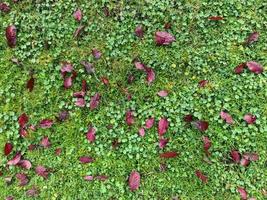 schöne bunte Herbstblätter auf dem Boden für Hintergründe oder Texturen foto