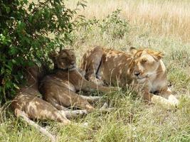 Löwen im goldenen Gras der Masai Mara Kenia Afrika