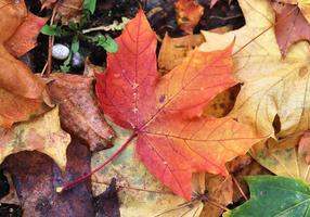 schöne bunte Herbstblätter auf dem Boden für Hintergründe oder Texturen foto