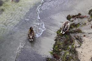 schönes entenpaar, das im wasser an einer küste in deutschland schwimmt. foto