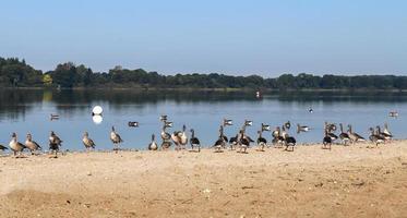 Viele schöne europäische Gänsevögel an einem See an einem sonnigen Tag foto