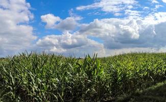 Schöne Nahaufnahme bei grünen Maispflanzen auf einem Feld mit blauem Himmel im Hintergrund foto