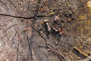 Nahaufnahme auf verschiedenen Holzoberflächen von Plankenstämmen und Holzwänden in hoher Auflösung foto