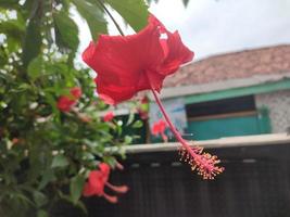 hibiskus rosa-sinensis blühende pflanze leuchtend rot foto