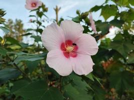 weiß blühende Pflanze Hibiscus syriacus foto