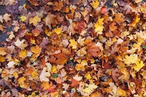 schöne bunte Herbstblätter auf dem Boden für Hintergründe oder Texturen foto