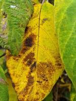 schöne bunte Herbstblätter auf dem Boden für Hintergründe oder Texturen foto