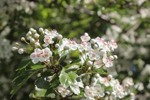 Schöne Kirsch- und Pflaumenbäume blühen im Frühling mit bunten Blumen foto