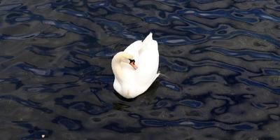 weiße Schwäne auf gekräuseltem blauem Wasser. foto