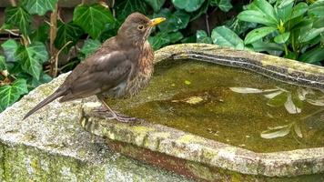 Nahaufnahme einer süßen kleinen Amsel und Spaß in einem Vogelbad an einem sonnigen Tag im Sommer foto