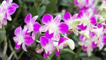 frühling lila orchidee blume auf einem grünen links blured hintergrund.orchidee blume aufgenommen auf einer ausstellung in thailand während der tageszeit.selektiver fokus.orchidee blume im garten.dendrobium orchidee.